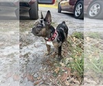 Small Photo #18 French Bulldog-Rat Terrier Mix Puppy For Sale in BROOKSVILLE, FL, USA