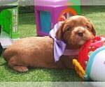 Small Photo #18 Australian Shepherd-Cavalier King Charles Spaniel Mix Puppy For Sale in HOWLAND, OH, USA