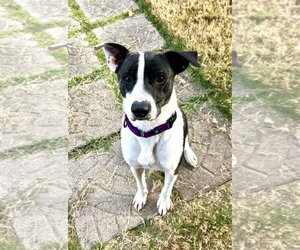 Bubbie - Male Mutt Dog for Adoption - Photo #8