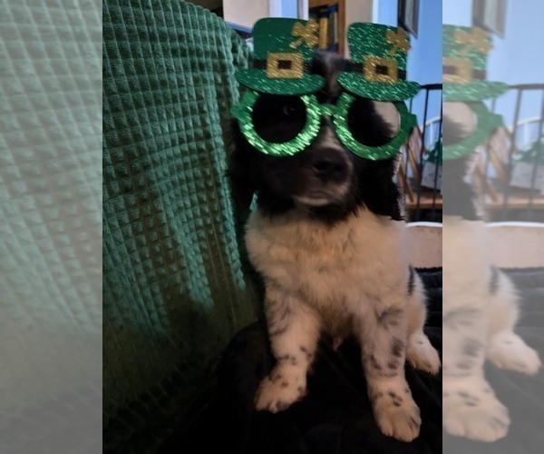 Medium Photo #4 Newfoundland Puppy For Sale in AURORA, IN, USA