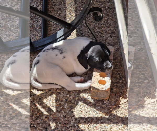 Medium Photo #2 Labrador Retriever-Unknown Mix Puppy For Sale in The Woodlands, TX, USA