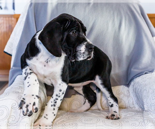 Medium Photo #10 Great Dane Puppy For Sale in WAKARUSA, IN, USA