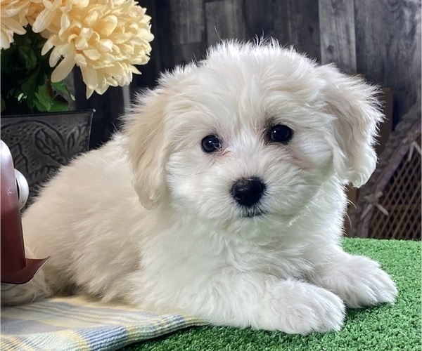 Medium Photo #4 Biton Puppy For Sale in CANOGA, NY, USA