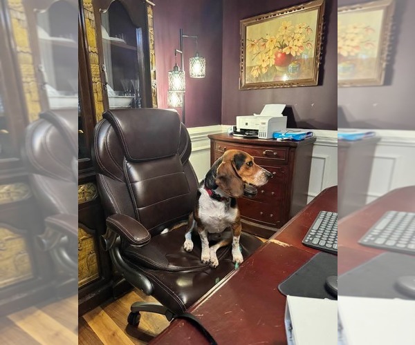 Medium Photo #7 Beagle Puppy For Sale in Holly Springs, NC, USA