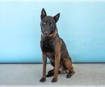 Small #2 Mutt