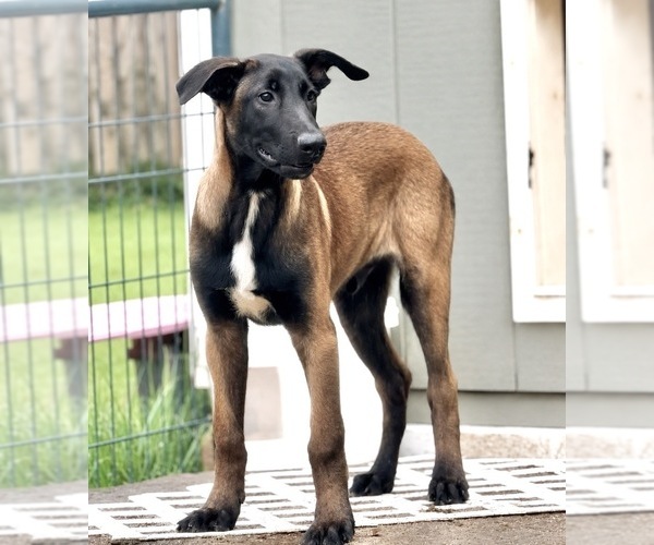Medium Photo #1 Belgian Malinois Puppy For Sale in TRENTON, GA, USA