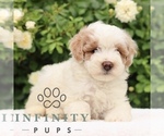Small #4 Poodle (Toy)