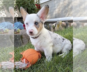 Pembroke Welsh Corgi Puppy for sale in MIDDLEBURY, IN, USA