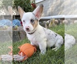 Small Pembroke Welsh Corgi