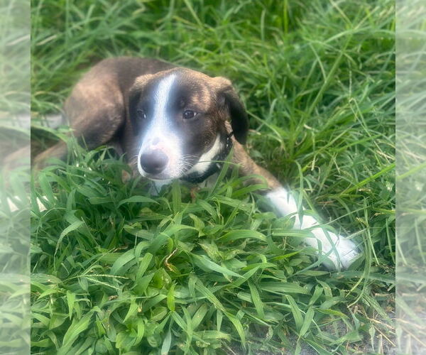 Medium Photo #4 Labrador Retriever-Unknown Mix Puppy For Sale in Chester, VA, USA