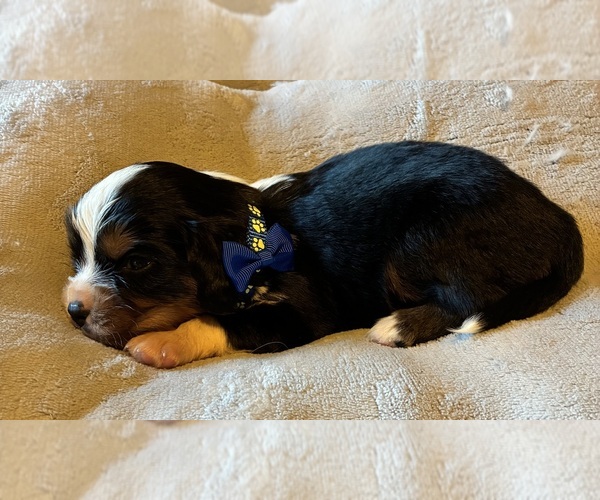 Medium Photo #1 Aussalier Puppy For Sale in PICAYUNE, MS, USA