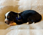 Image preview for Ad Listing. Nickname: Cooper