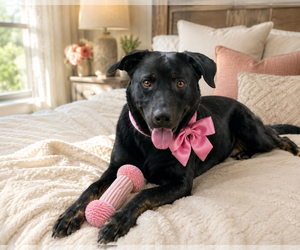 Hannah! - Female Borador Dog for Adoption - Photo #16