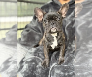 French Bulldog Puppy for sale in BEAUMONT, TX, USA
