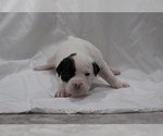Small Photo #22 American Bulldog Puppy For Sale in MECHANICSVILLE, VA, USA