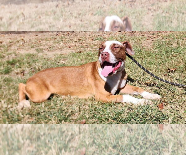 Medium Photo #6 Mutt Puppy For Sale in Wetumpka, AL, USA