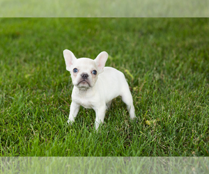 French Bulldog Puppy for Sale in NAPPANEE, Indiana USA