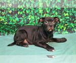 Small #3 Bulldog Mix