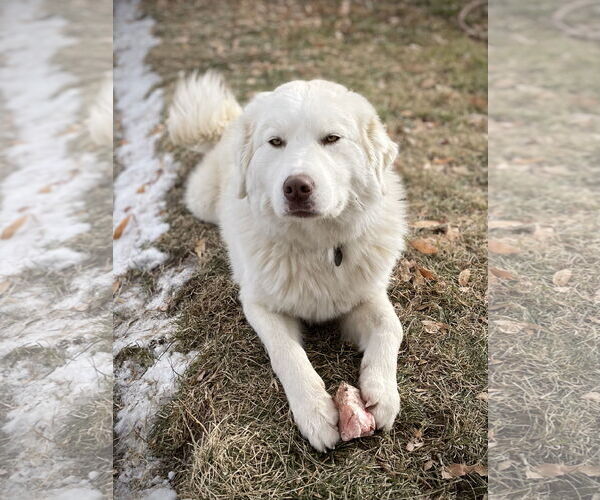 Medium Photo #3 Great Pyrenees Puppy For Sale in Bountiful, UT, USA