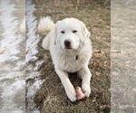 Small #2 Great Pyrenees