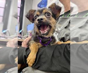 Mutt Dogs for adoption in San Francisco, CA, USA