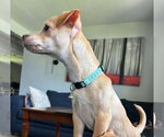Small #2 Chiweenie