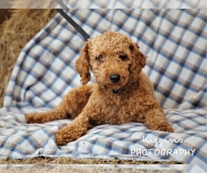 Father of the Cockapoo-Poodle (Miniature) Mix puppies born on 06/30/2022
