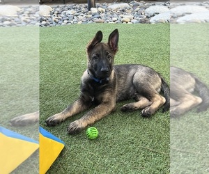 German Shepherd Dog Puppy for sale in LANCASTER, CA, USA