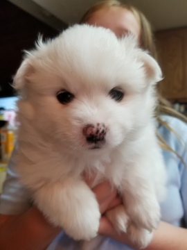 Medium Photo #1 American Eskimo Dog (Toy) Puppy For Sale in SANDY, UT, USA