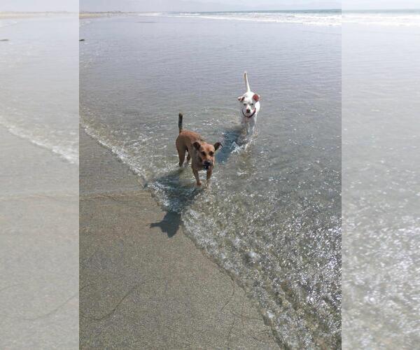 Medium Photo #2 Mutt Puppy For Sale in San Diego, CA, USA