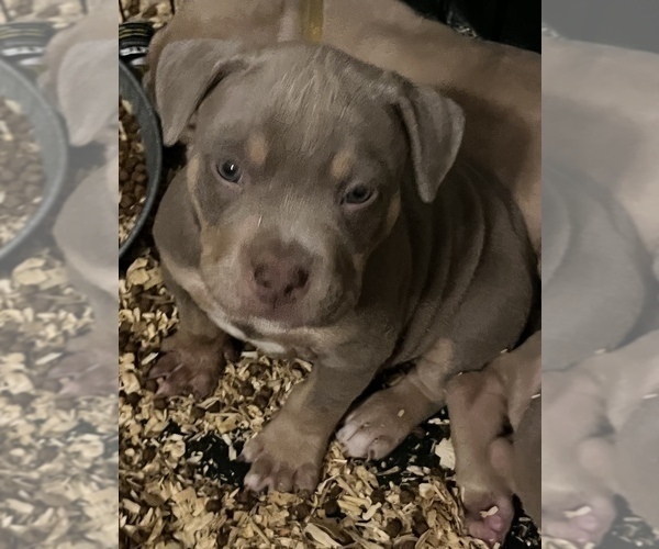 Medium Photo #3 American Bully Puppy For Sale in THOMSON, GA, USA