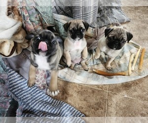 Pug Puppy for sale in NEW AUBURN, WI, USA
