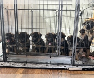 German Shepherd Dog Puppy for Sale in CASTLE ROCK, Colorado USA