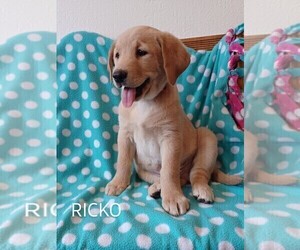 Golden Labrador Puppy for sale in STANLEY, WI, USA