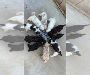 Aussiedoodle Litter for sale in BREMEN, GA, USA