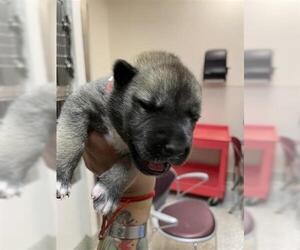 Huskies -Unknown Mix Dogs for adoption in Houston, TX, USA