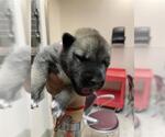 Small Huskies  Mix