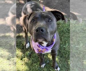 American Bulldog-Unknown Mix Dogs for adoption in Tulsa, OK, USA