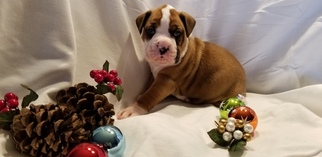 Boxer Puppy for sale in MONETT, MO, USA