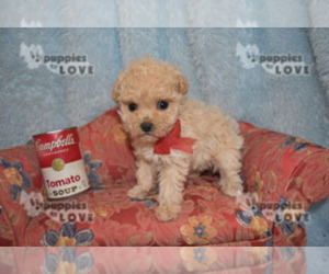 View Ad Poodle Toy Puppy For Sale Near Florida Miami Usa Adn 2186
