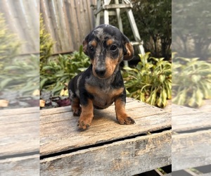 Dachshund Puppy for sale in MIDDLEBURY, IN, USA