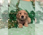 Small #9 Golden Retriever