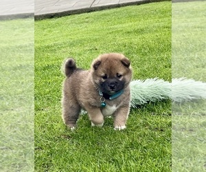 Shiba Inu Puppy for sale in REDMOND, WA, USA