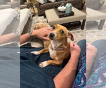 Small #10 Chiweenie
