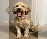 Small Goldendoodle