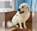 Small #1 Great Pyrenees