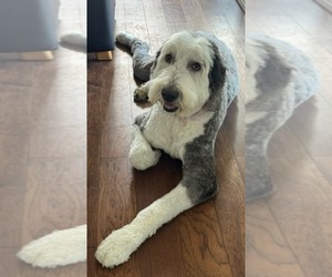 Old English Sheepdog Puppy for sale in WAKE FOREST, NC, USA