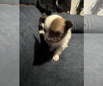 Puppy Puppy 2 Pomeranian