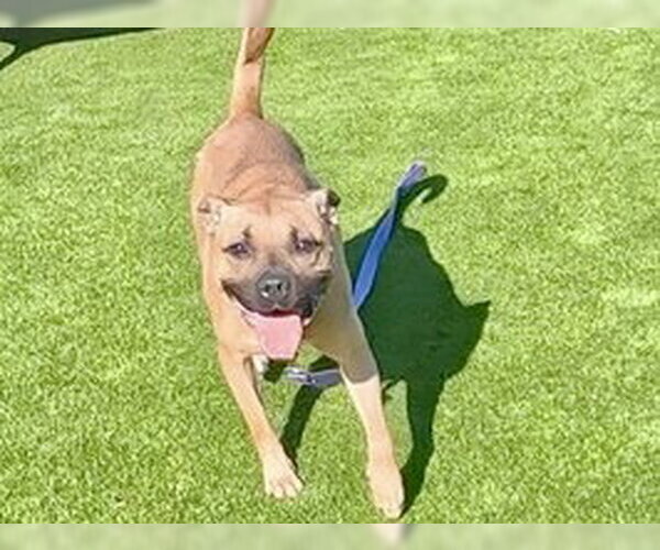 Medium Photo #1 Mutt Puppy For Sale in Martinez, CA, USA