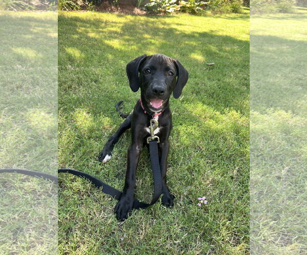 Medium Photo #4 Mutt Puppy For Sale in Sheboygan, WI, USA